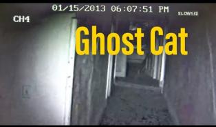 Embedded thumbnail for Shanley Hotel Ghost cat 